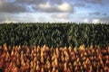 Mesmerizing aerial view of a forest in drastic colors