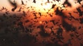 mesmerizing animation of a flock of birds, showcasing the underlying patterns