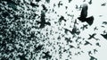 mesmerizing animation of a flock of birds, showcasing the underlying patterns