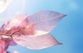 Mesmerizing Blotted Beauty: A Vibrant Purple and Pink Leaf in Perfect Placement