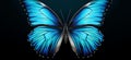 Mesmerizing Blue Beauties: A Stunning Pair of Butterflies in Flight Royalty Free Stock Photo