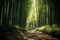 Whispers of the Orient: Bamboo Forests of China\'s Heartland Royalty Free Stock Photo