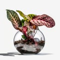 The Mesmerizing Charm of Calathea Rattlesnake