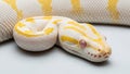 Stunning Albino Python with Bright Yellow and White Scales. Captivating Close-up of an Exotic Reptile\'s Head and Body. Royalty Free Stock Photo