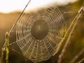 Glistening Spiderweb with Morning Dew at Sunrise Royalty Free Stock Photo