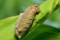 Mesmerizing close up of a delicate butterfly cocoon, revealing intricate patterns and textures