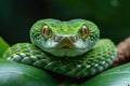 In this mesmerizing close-up, encounter a vibrant green snake showcasing its intricate scales