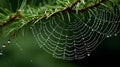 Dew-Kissed Spiders Web: Natures Intricate Masterpiece