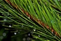 Closeup of glistening pine needles with water droplets (Generative AI) Royalty Free Stock Photo