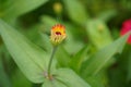 A mesmerizing close-up shot of a Zinnia flower bud, its petals still unfurling (Zinnia elegans)