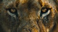 mesmerizing closeup of fierce male lion face and eyes in extreme detail Royalty Free Stock Photo