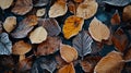Mesmerizing Dance of Opposites Unfolded in Icy Sleet on Leaves