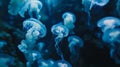 A mesmerizing display of illuminated jellyfish floating in a dark moody tank of water