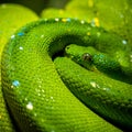 Vibrant Green Tree Python Coiled in Detail Royalty Free Stock Photo