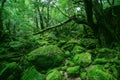 Mesmerizing green forest full of different kinds of unique plants in Yakushima, Japan Royalty Free Stock Photo