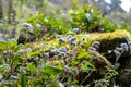 A Cluster of Floss Flowers in Full Bloom Royalty Free Stock Photo