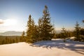 Mesmerizing landscape of dense coniferous forest