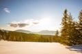 Mesmerizing landscape of dense coniferous forest