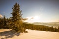 Mesmerizing landscape of dense coniferous forest