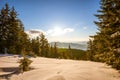 Mesmerizing landscape of dense coniferous forest