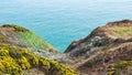 Mesmerizing landscape shot of a coastline covered in yellow flowers Royalty Free Stock Photo