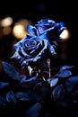 Mesmerizing macro capture of a delicate blue rose shining under the enchanting light of the moon Royalty Free Stock Photo