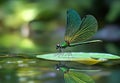 Emerald Jewel: Detailed close-up of damselfly on a leaf, mirrored in calm water Royalty Free Stock Photo