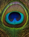 Vibrant Peacock Feather Macro Detail Royalty Free Stock Photo