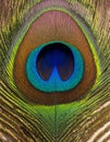 Vibrant Peacock Feather Macro Detail Royalty Free Stock Photo