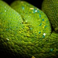 Macro Detail of Coiled Green Python Scales Royalty Free Stock Photo