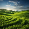Mesmerizing Meadow with Lush Green Grass and Perfectly Aligned Crops