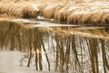 Mesmerizing Morning Reflections in Winter Royalty Free Stock Photo