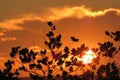 Mesmerizing Multi Colored Sunset behind a Silhouette of Tree Leaves Royalty Free Stock Photo