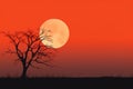 Mesmerizing Orange Moon Graces Twilights Charm