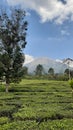 A mesmerizing photo of tea plantations nestled beneath majestic mountains