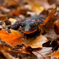 Stealthy Salamander: Master of Camouflage in Enchanting Forest Royalty Free Stock Photo