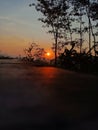 Silhouettes of Trees Embrace the Sunrise