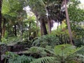 Nature's Playground: Discovering the Beauty and Diversity of Forests