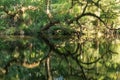 Mesmerizing picture of a reflection of dry tree branches on the lake Royalty Free Stock Photo