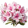 Mesmerizing Pink Azalea Flowers On White Background: Hyper-realistic Animal Illustrations