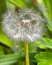 Mesmerizing Psychedelic Dandelion Seed Head Abstract Illustration