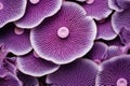 Mesmerizing Purple macro closeup mushrooms. Generate Ai