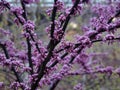 Mesmerizing redbud tree in full blossom and branches covered with small pink flowers Royalty Free Stock Photo