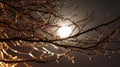 Ice storm tree branches glistening at night with moon light winter weather freezing rain scenic view Royalty Free Stock Photo