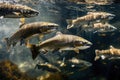 A mesmerizing scene of numerous fish gracefully swimming together in a serene underwater environment, A cluster of salmon swimming