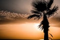 Mesmerizing scenery of the beautiful seascape with a palm tree at scenic sunset Royalty Free Stock Photo