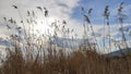 Mesmerizing scenery of dry spikelets of grass under blue sky