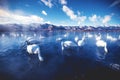 Mesmerizing scenery of swans hanging out in the Lake Kussharo in Hokkaido, Japan during winter Royalty Free Stock Photo