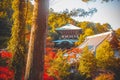 Mesmerizing scenery of a temple hiding in the autumn forest in Miyajima, Japan Royalty Free Stock Photo