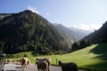 mesmerizing shot of a beautiful landscape with a group of sheep